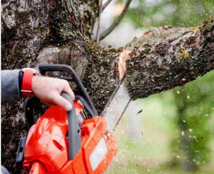 Tree Removal