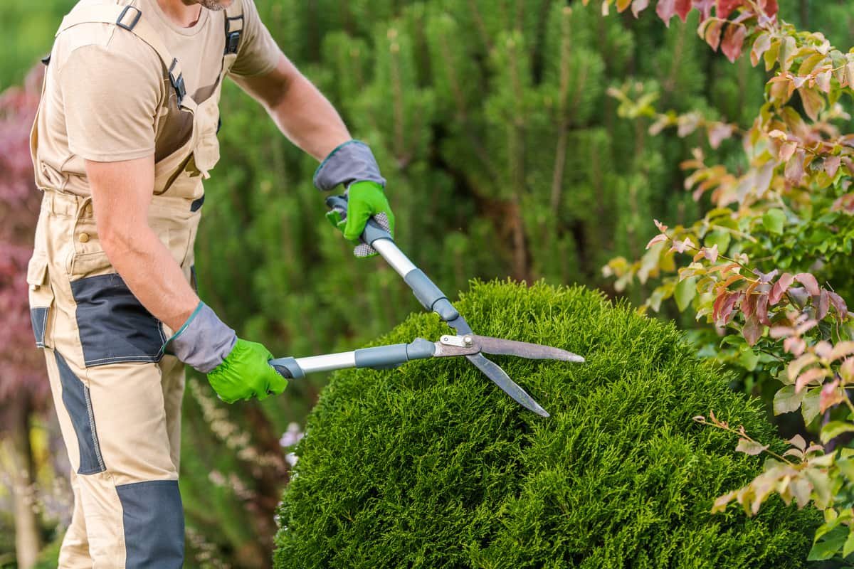 Tree Trimming