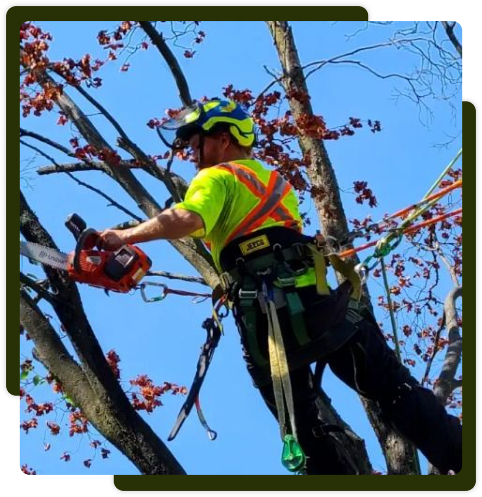 Tree Trimming in Spokane WA