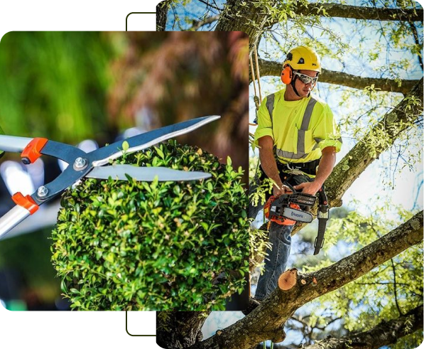 Tree Service Spokane