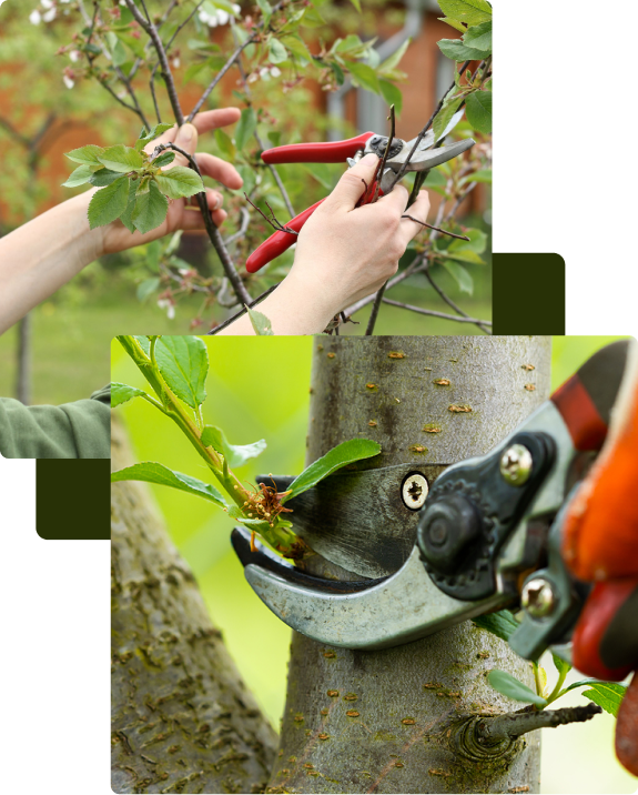 tree pruning Spokane WA