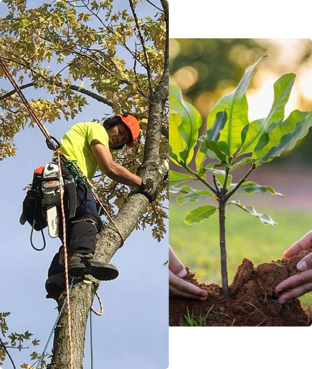 Tree Trimming Spokane WA