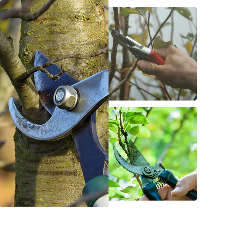 tree pruning Spokane WA