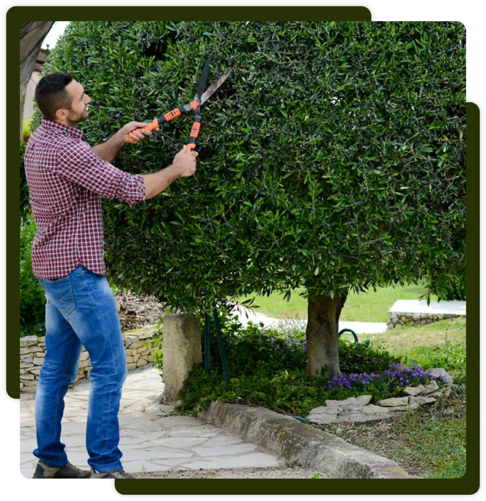 Spokane Tree Trimming Service WA