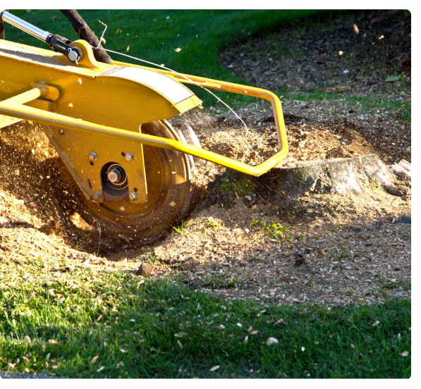 Tree Stump Removal in Spokane