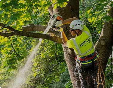 Tree Service Spokane