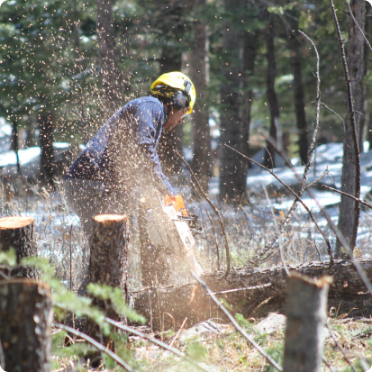 Tree Removal Spokane