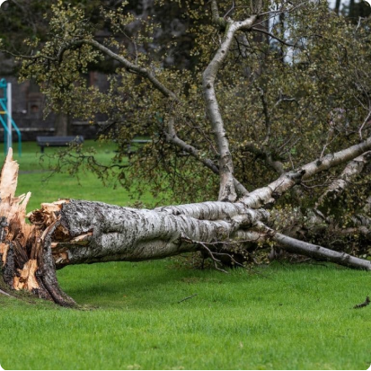 Tree Removal Spokane