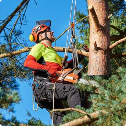 Tree Removal in Spokane
