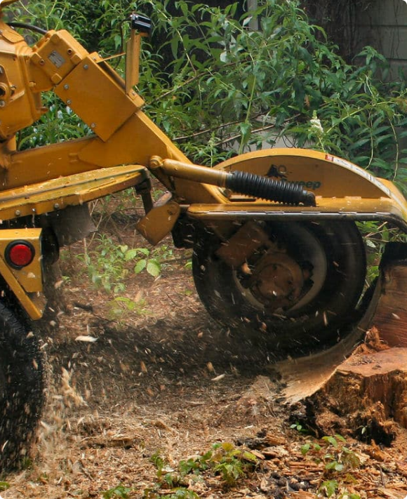 Tree Stump Removal in Spokane