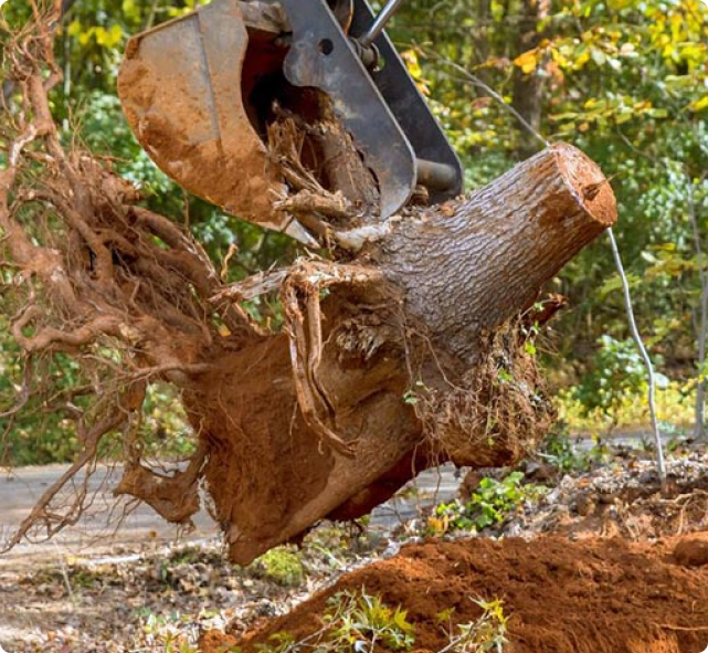 Tree Stump Removal Spokane