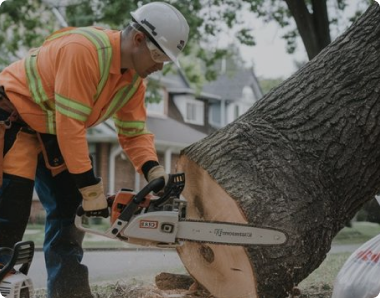 Tree Service in Spokane