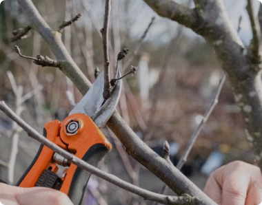 Tree Service Spokane
