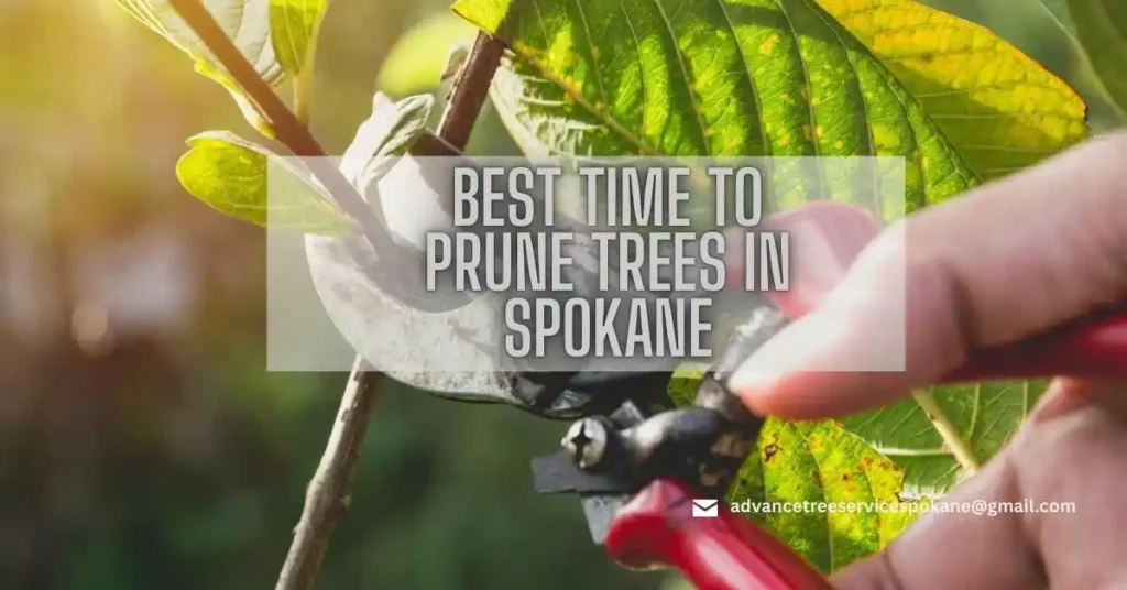 Best Time to Prune Trees in Spokane