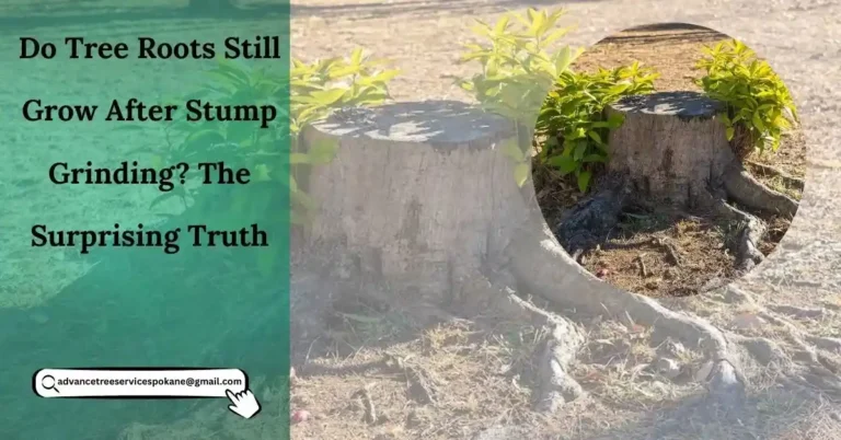 Do Tree Roots Still Grow After Stump Grinding? The Surprising Truth