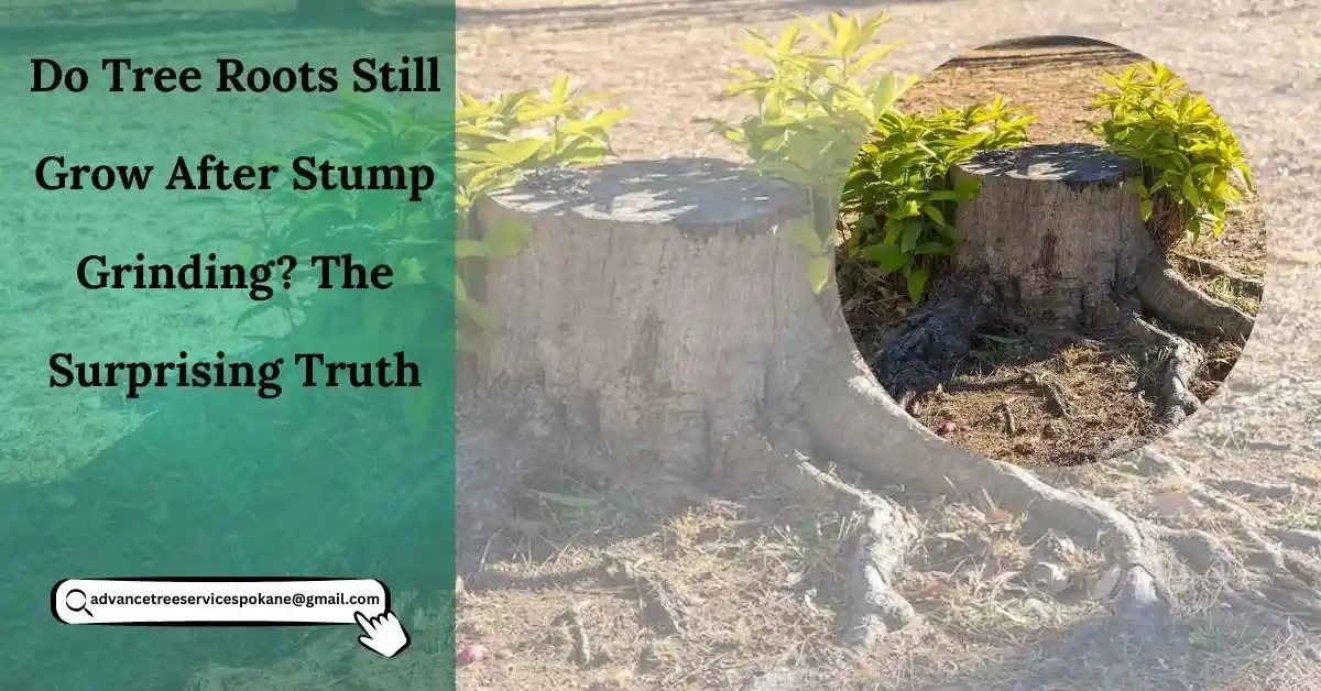 Do Tree Roots Still Grow After Stump Grinding? The Surprising Truth
