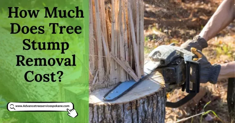 How Much Does Tree Stump Removal Cost for Homeowners?