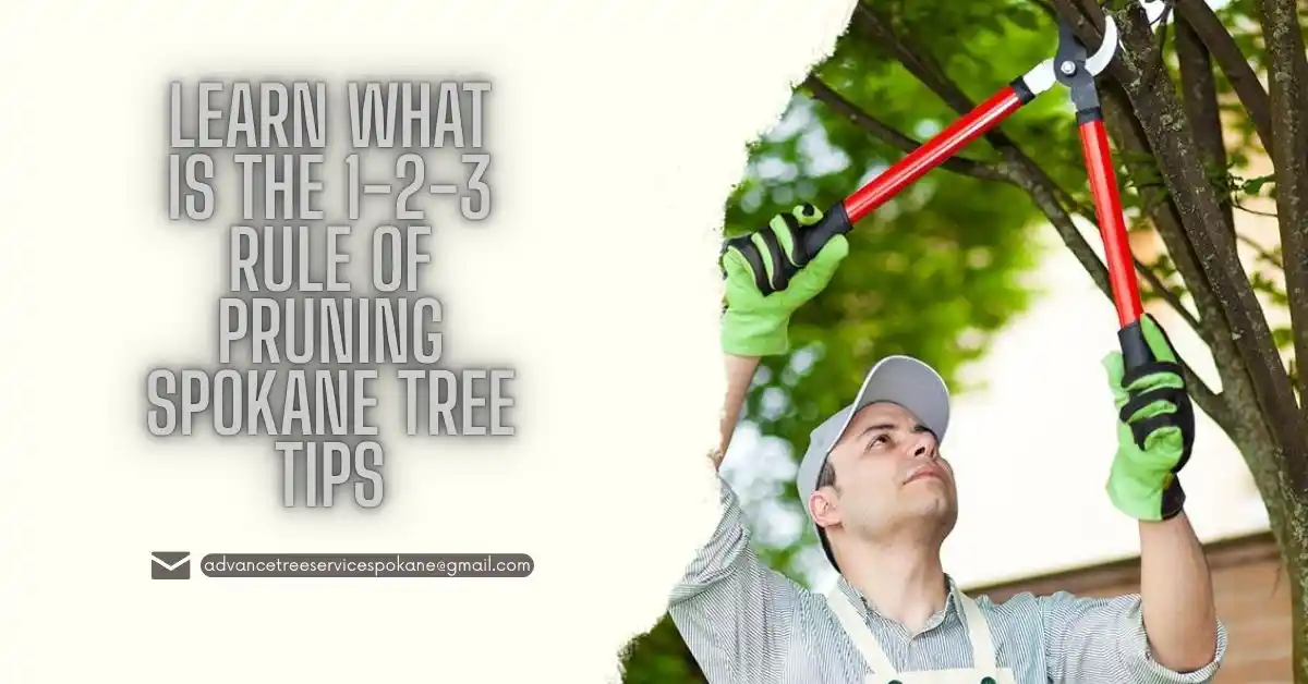 What is the 1-2-3 Rule of Pruning