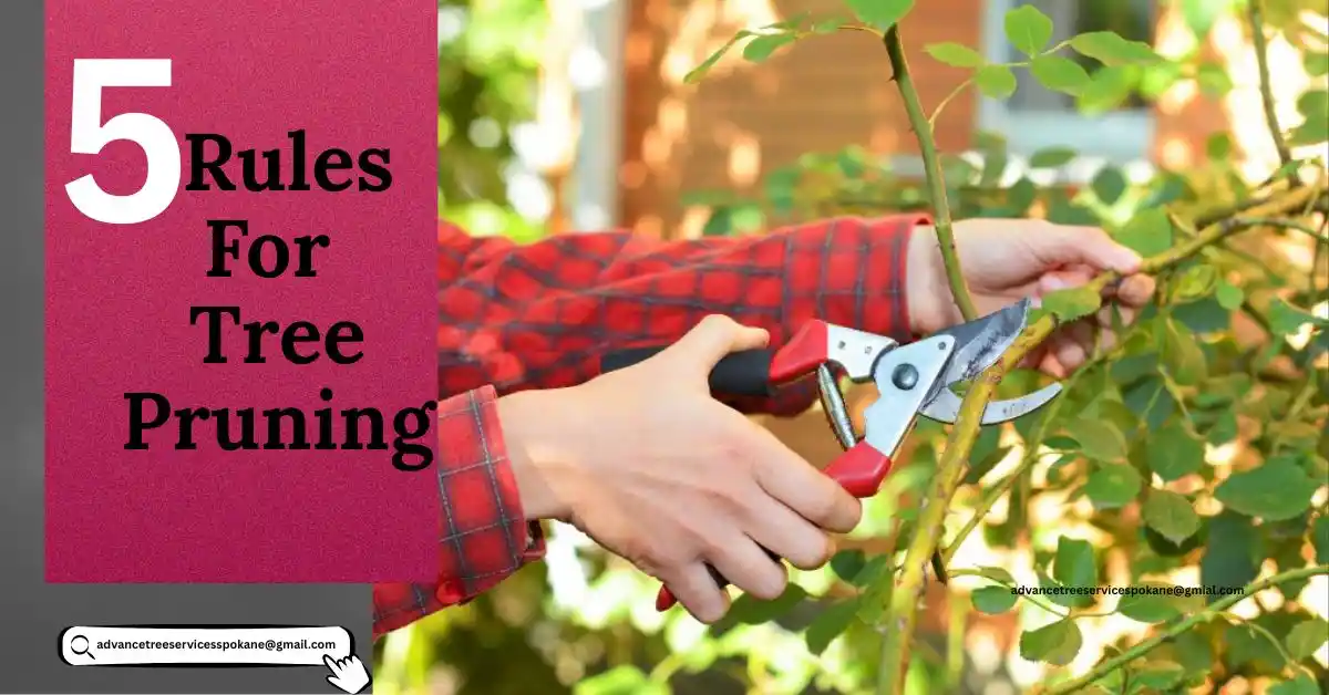 What Are the Five Rules of Pruning?