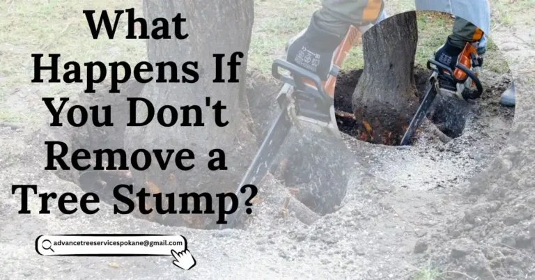 What Happens If You Don't Remove a Tree Stump? Risks, Hazards & Solutions
