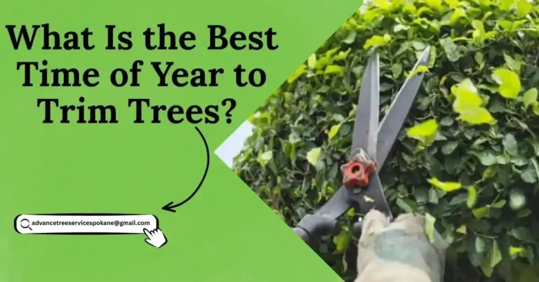 What Is the Best Time of Year to Trim Trees? Weather,Timing & Tips