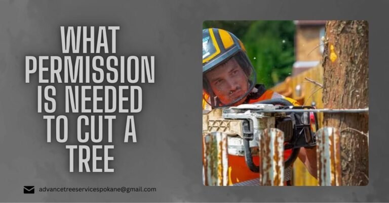 What Permission Is Needed to Cut a Tree in Spokane?