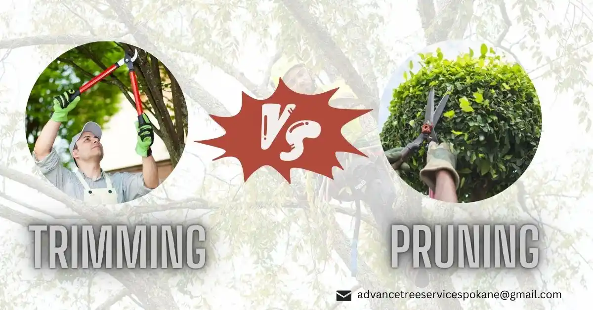 What’s the Difference Between Pruning and Trimming?