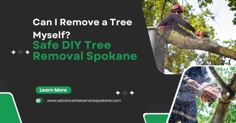 Can I Remove a Tree Myself?