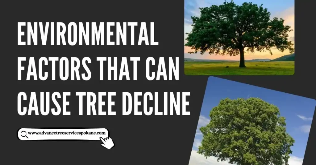 Environmental Factors That Can Cause Tree Decline