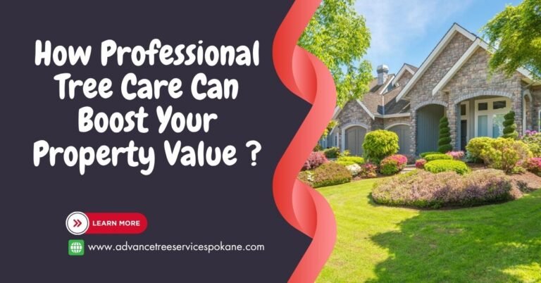 How Professional Tree Care Can Boost Your Property Value