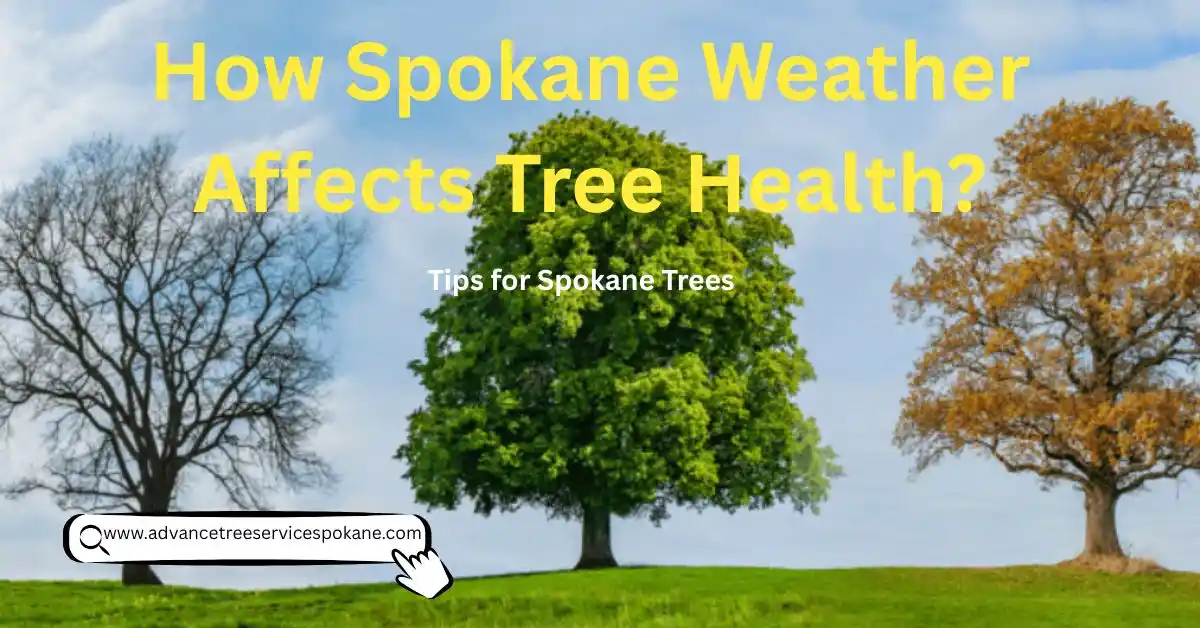 How Spokane Weather Affects Tree Health?