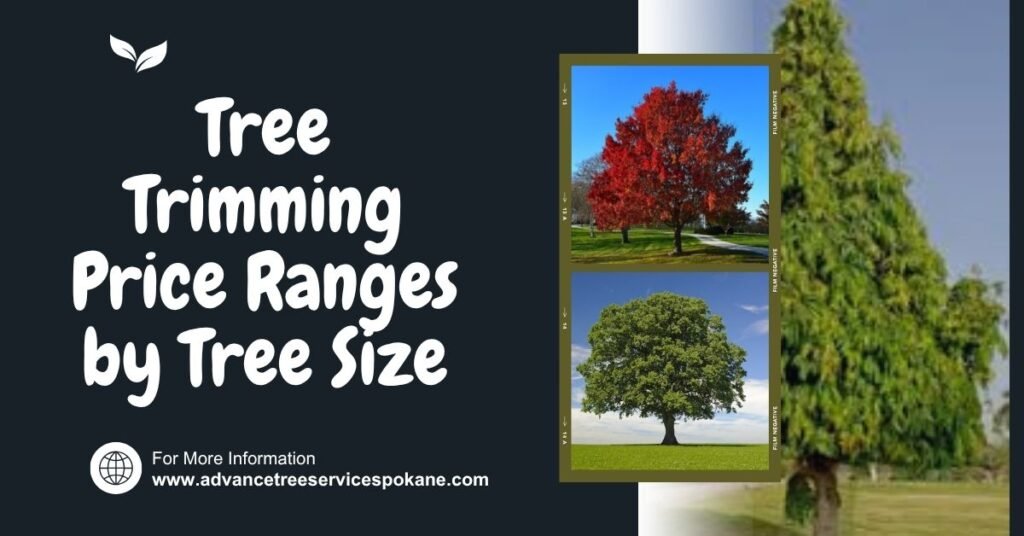 Tree Trimming Price Ranges by Tree Size