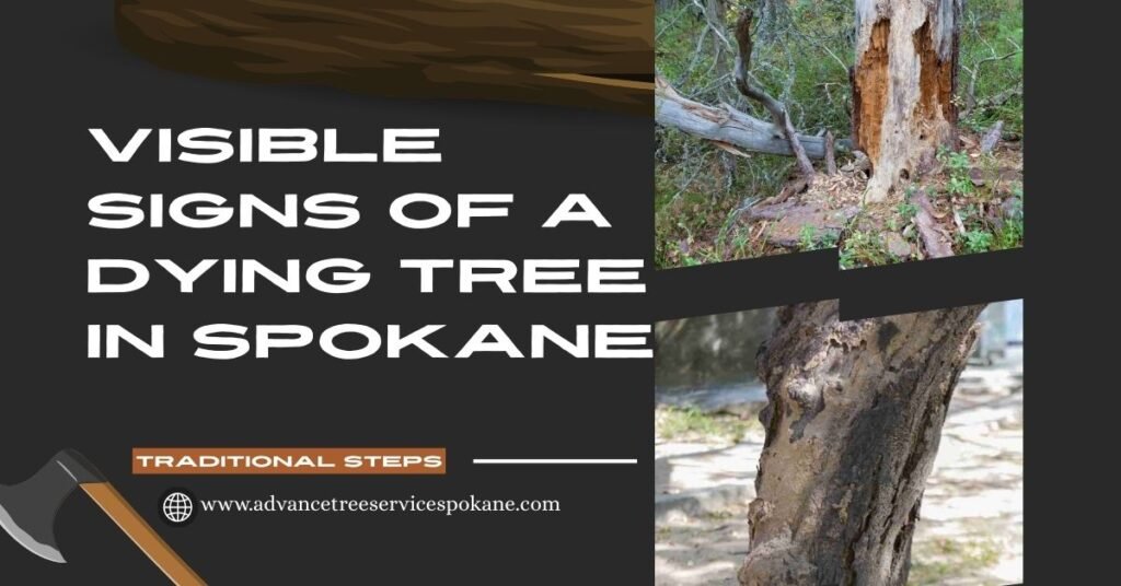 Visible Signs of a Dying Tree in spokane