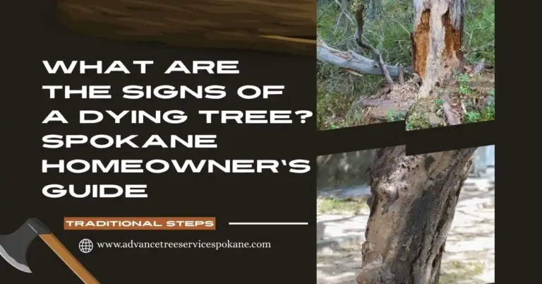 What Are the Signs of a Dying Tree?