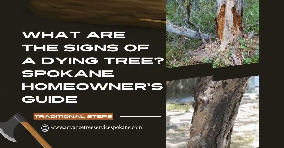 What Are the Signs of a Dying Tree?