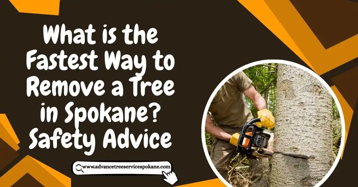 What is the Fastest Way to Remove a Tree