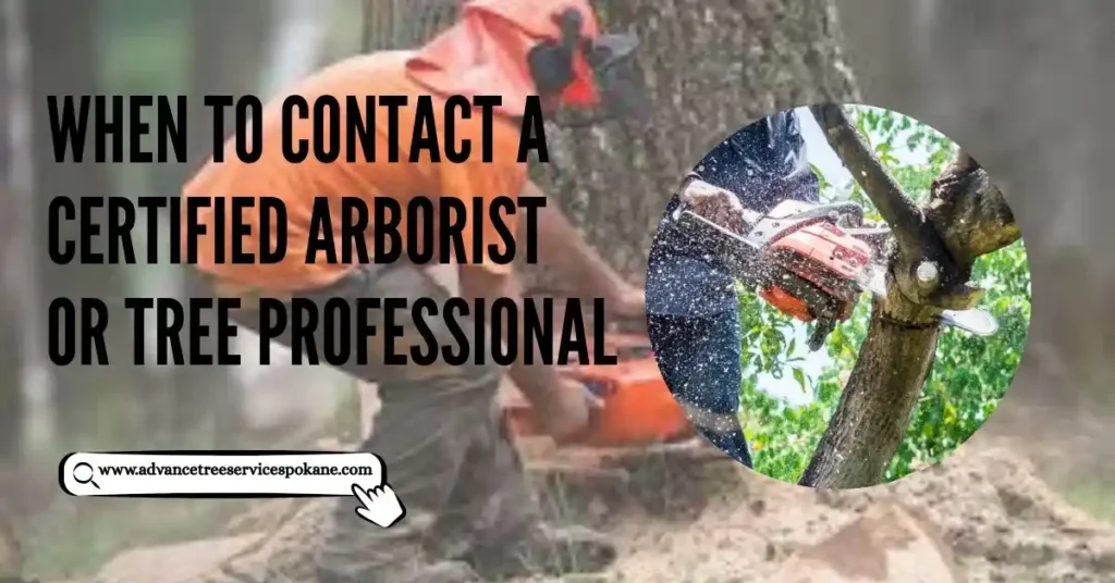 When to Contact a Certified Arborist or Tree Professional