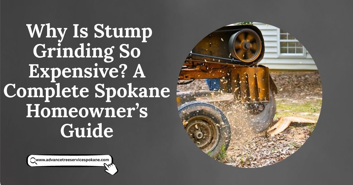 Why Is Stump Grinding So Expensive?