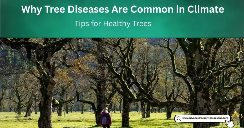 Why Tree Diseases Are Common in Climate