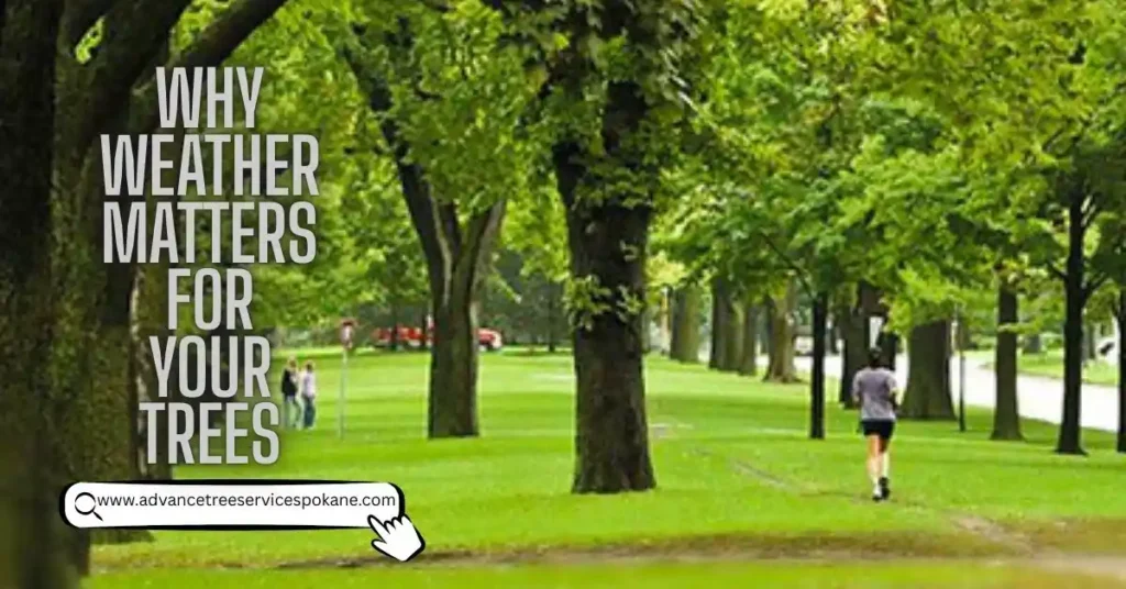  Why Weather Matters for Your Trees