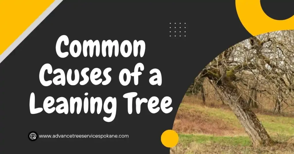 Common Causes of a Leaning Tree