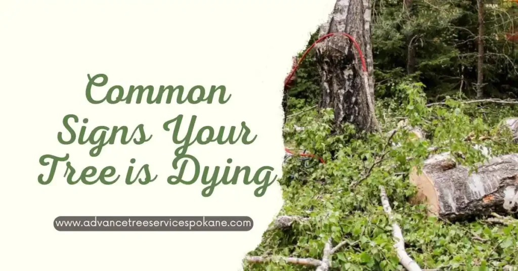 Common Signs Your Tree is Dying