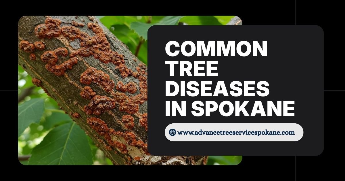 Common Tree Diseases in Spokane