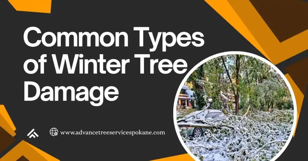  Common Types of Winter Tree Damage