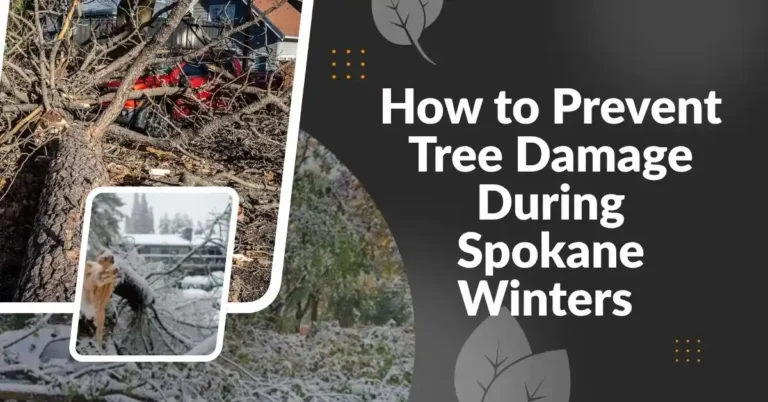 How to Prevent Tree Damage During Spokane Winters
