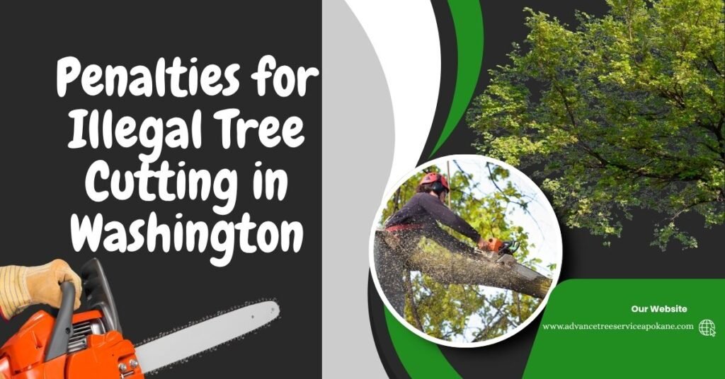 Penalties for Illegal Tree Cutting in Washington