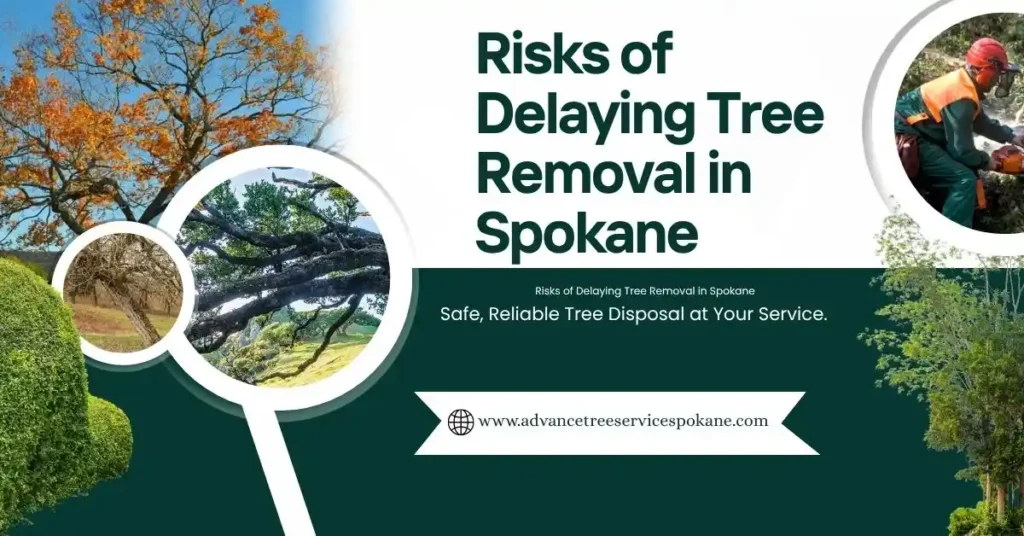 Risks of Delaying Tree Removal in Spokane