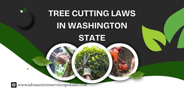 Tree Cutting Laws in Washington State