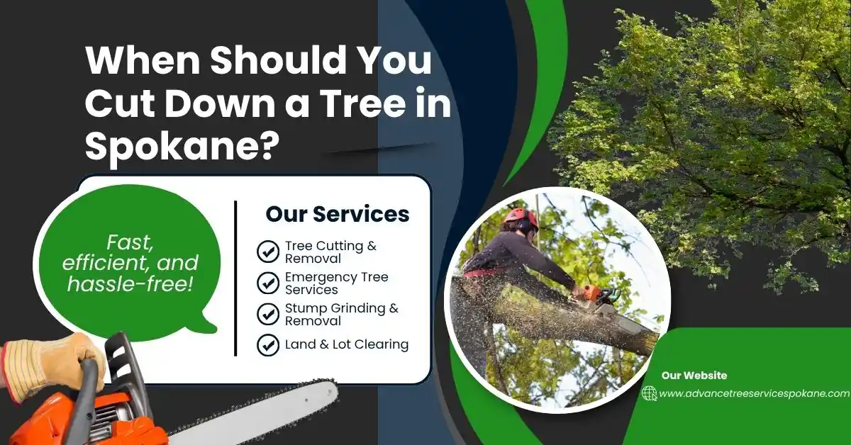 When Should You Cut Down a Tree in Spokane?