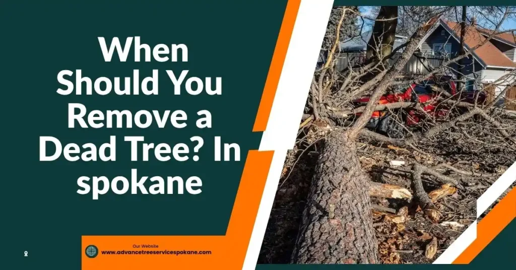 When Should You Remove a Dead Tree? In spokane